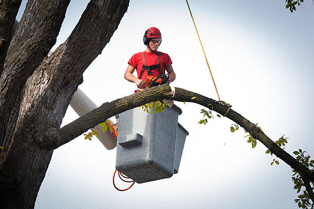 Best Fruit Tree Pruning  in Sunrise Manor, NV